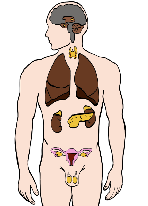 Diagnóstico y Tratamiento de endocrinología